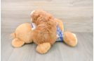 Petite Cavapoo Poodle Mix Pup