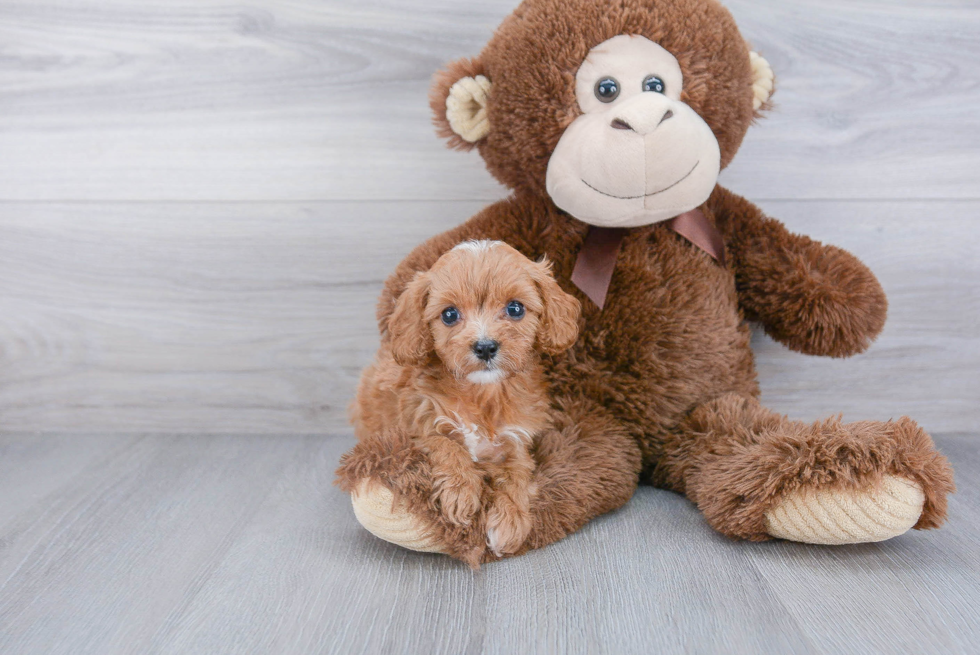 Cavapoo Pup Being Cute