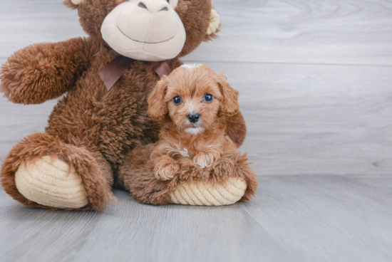 Energetic Cavoodle Poodle Mix Puppy