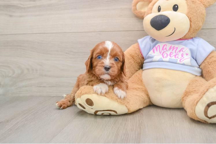 Petite Cavapoo Poodle Mix Pup