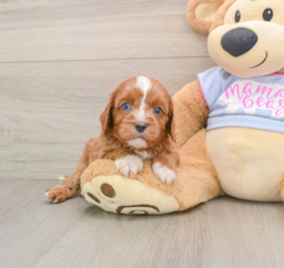 5 week old Cavapoo Puppy For Sale - Premier Pups