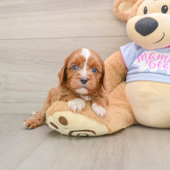Petite Cavapoo Poodle Mix Pup