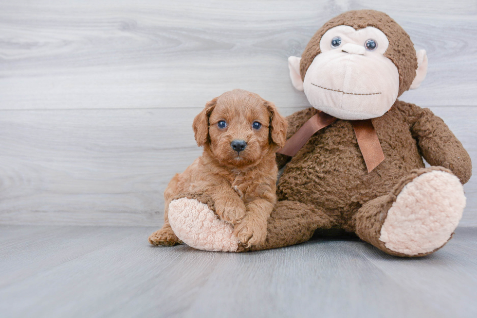 Cavapoo Puppy for Adoption