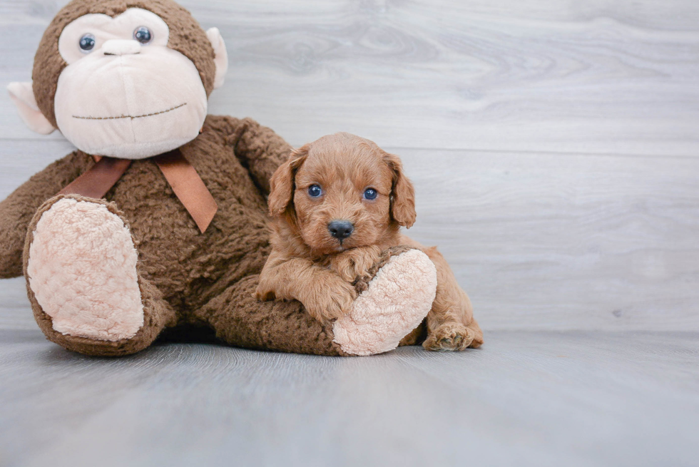 Cavapoo Puppy for Adoption