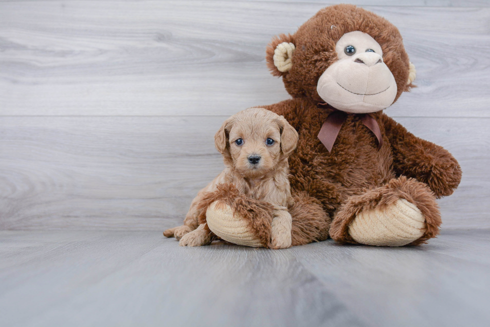 Cavapoo Pup Being Cute