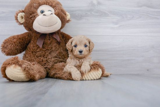 Cute Cavapoo Baby