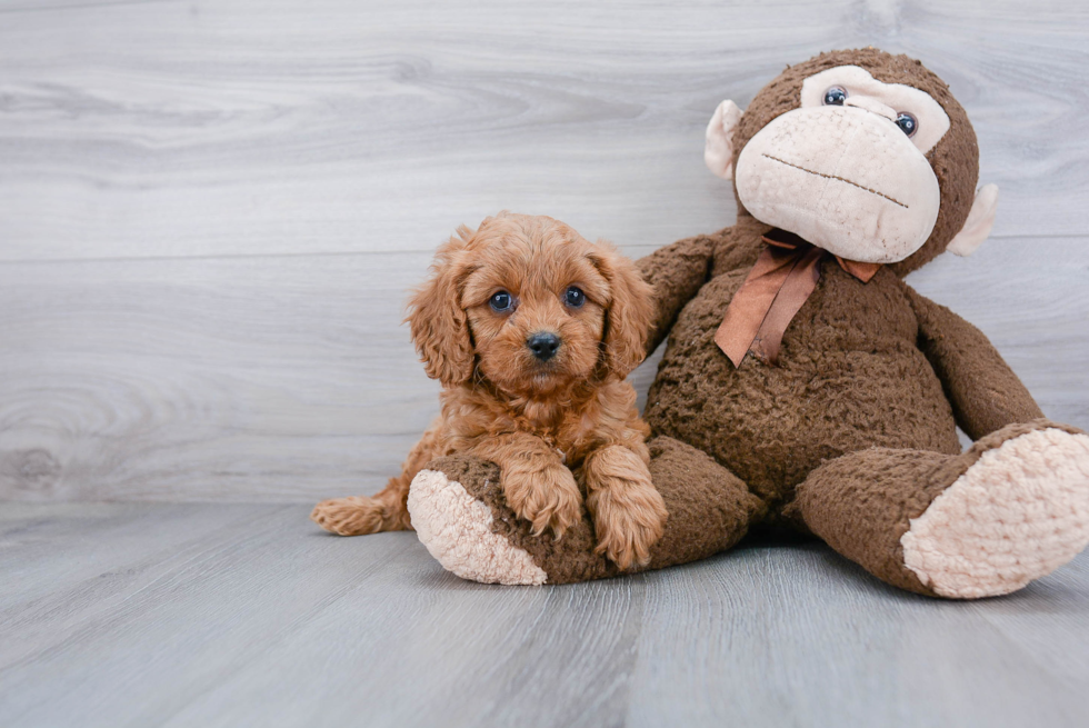 Small Cavapoo Baby