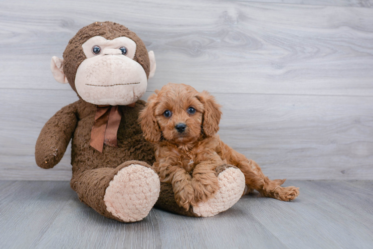 Best Cavapoo Baby