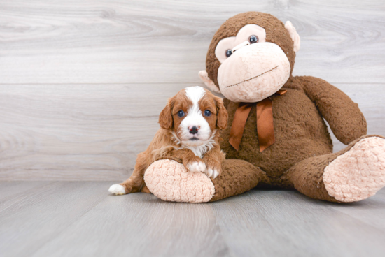 Friendly Cavapoo Baby