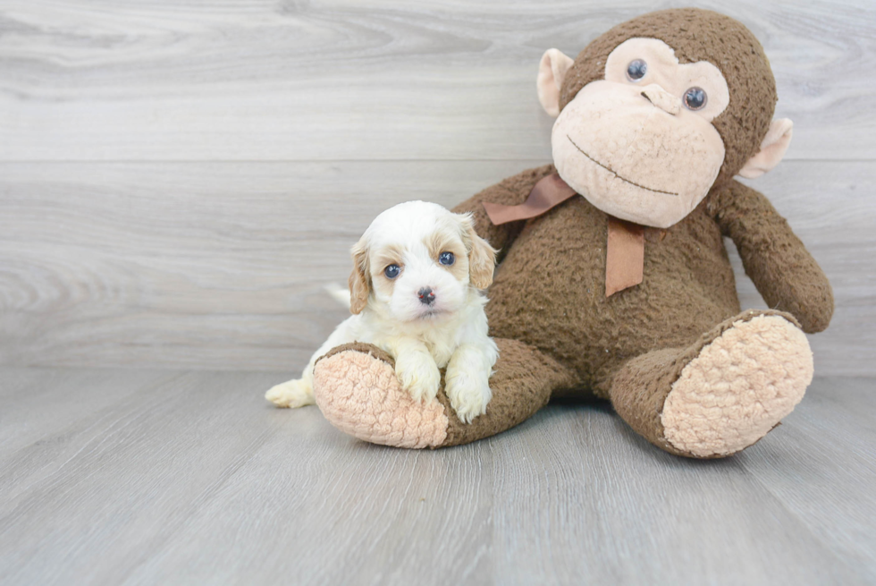 Best Cavapoo Baby