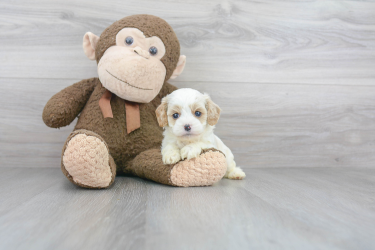 Cavapoo Pup Being Cute