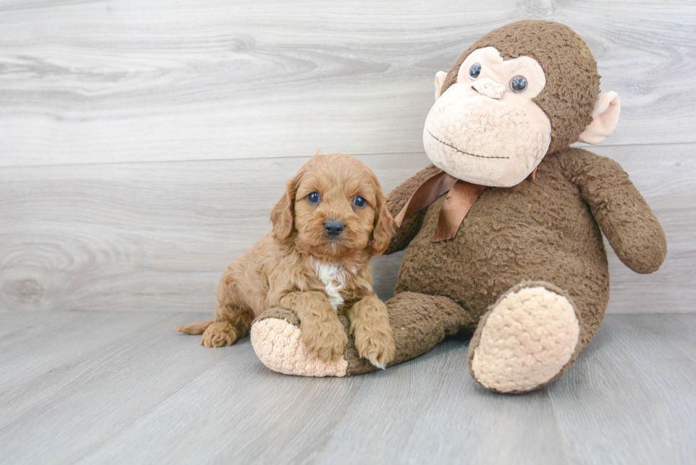 Smart Cavapoo Poodle Mix Pup