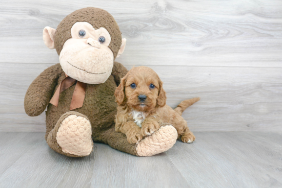 Best Cavapoo Baby