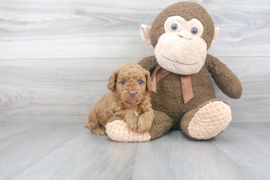 Sweet Cavapoo Baby