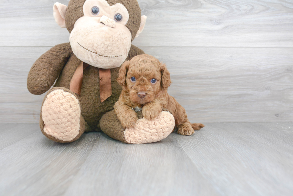 Best Cavapoo Baby