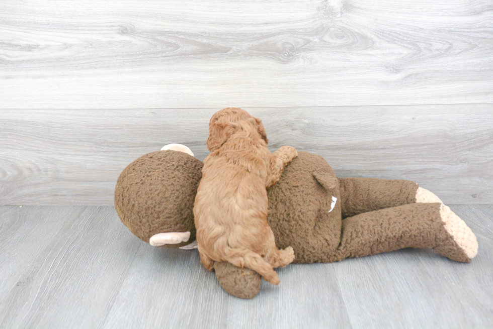 Little Cavoodle Poodle Mix Puppy