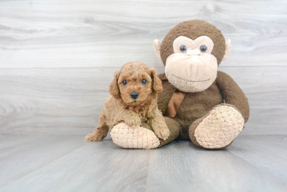 Petite Cavapoo Poodle Mix Pup