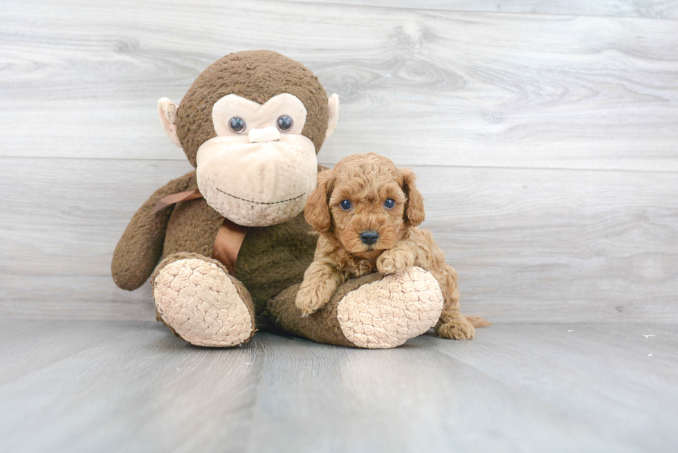 Happy Cavapoo Baby