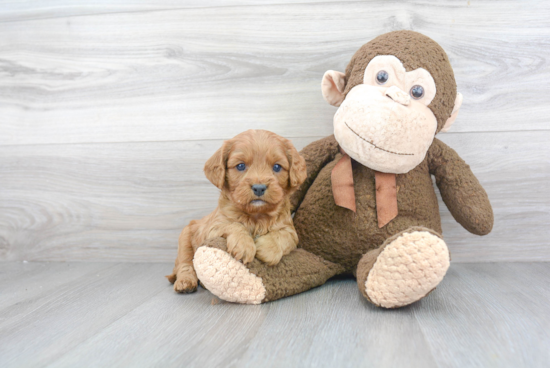 Cavapoo Pup Being Cute