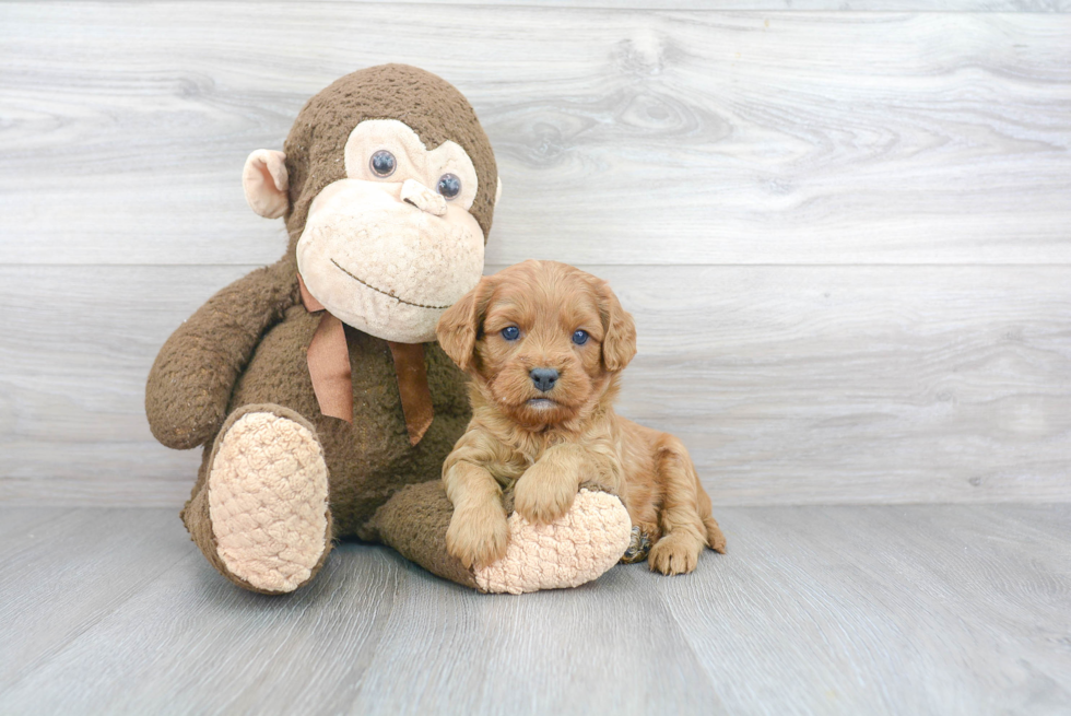 Energetic Cavoodle Poodle Mix Puppy