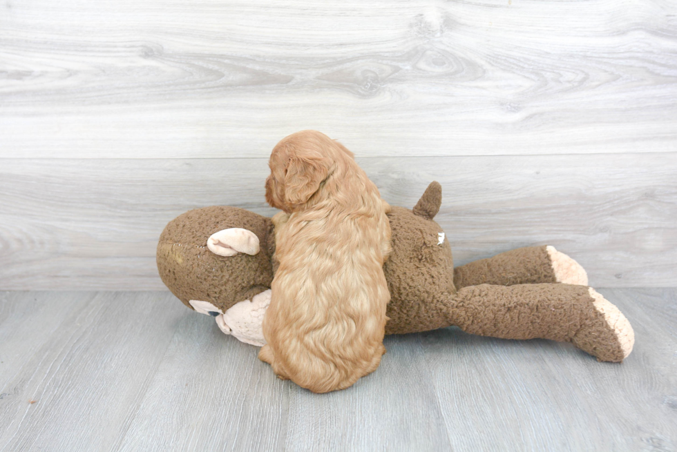 Cute Cavapoo Baby