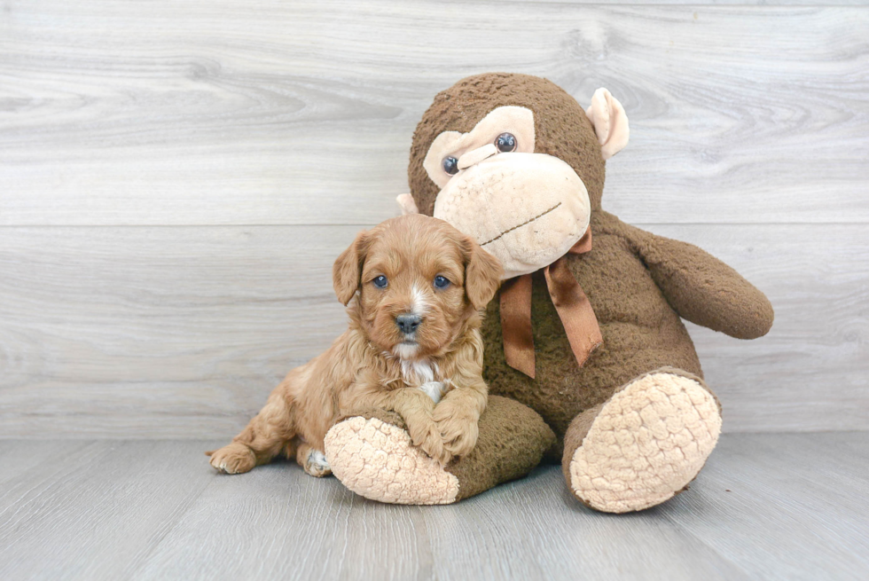 Sweet Cavapoo Baby