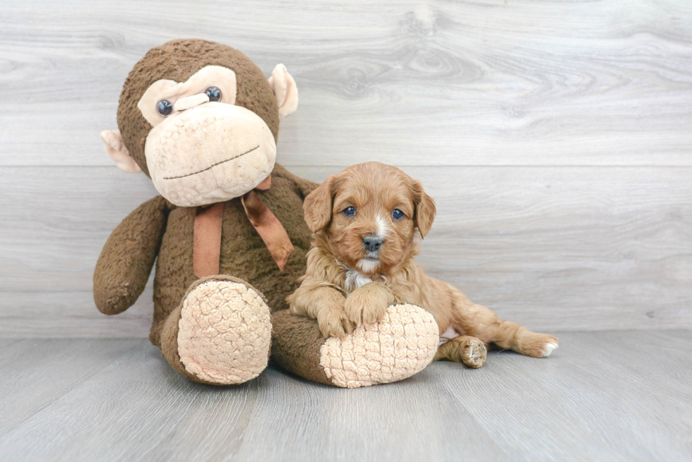 Best Cavapoo Baby