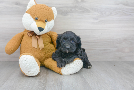 Fluffy Cavapoo Poodle Mix Pup