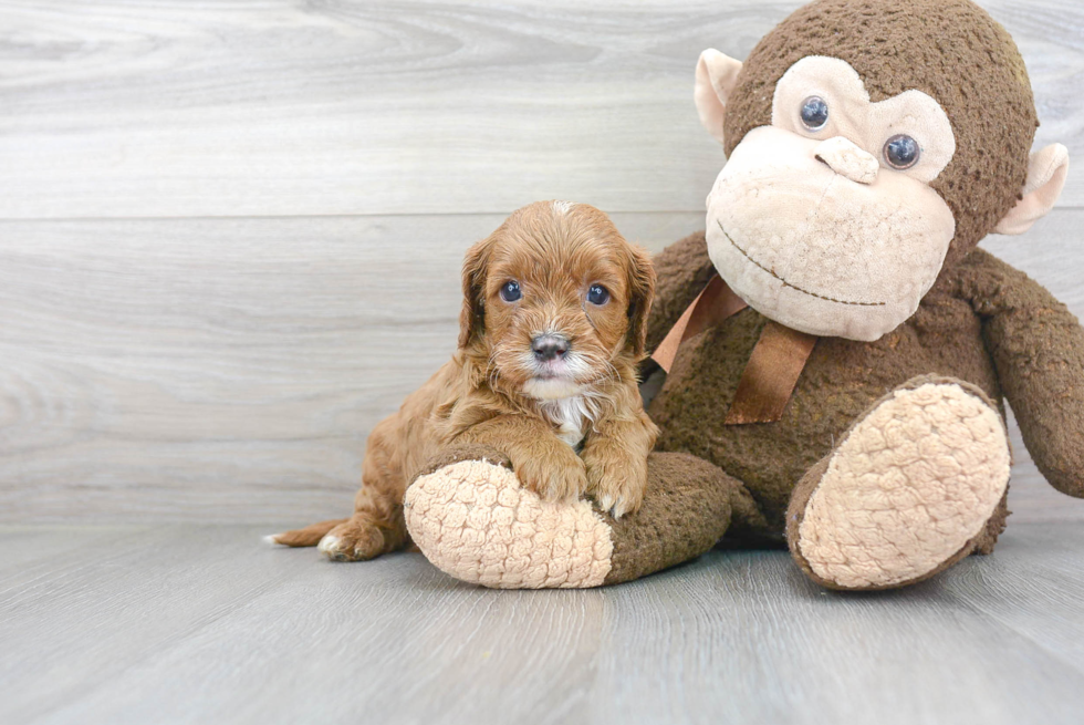 Fluffy Cavapoo Poodle Mix Pup