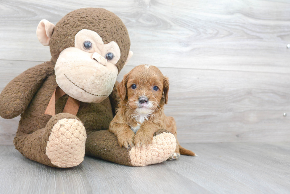 Cavapoo Pup Being Cute