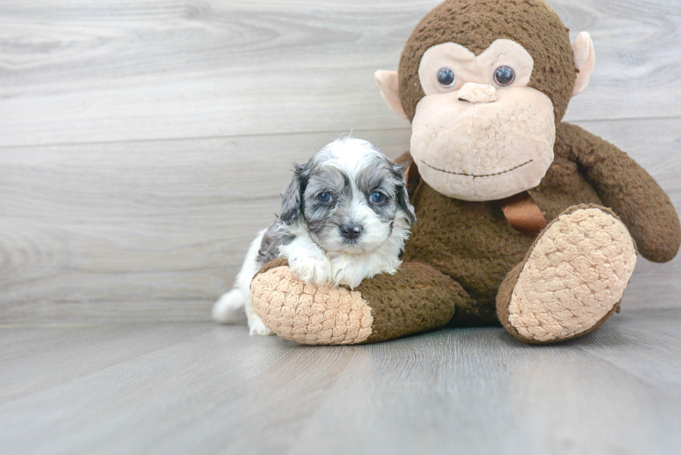 Cavapoo Pup Being Cute