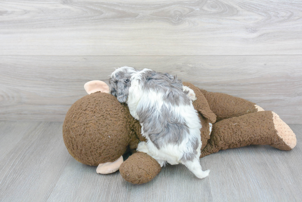 Cavapoo Pup Being Cute