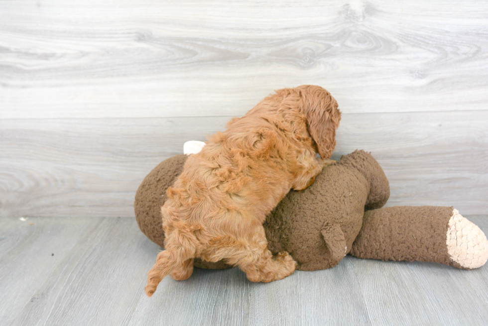 Cavapoo Pup Being Cute