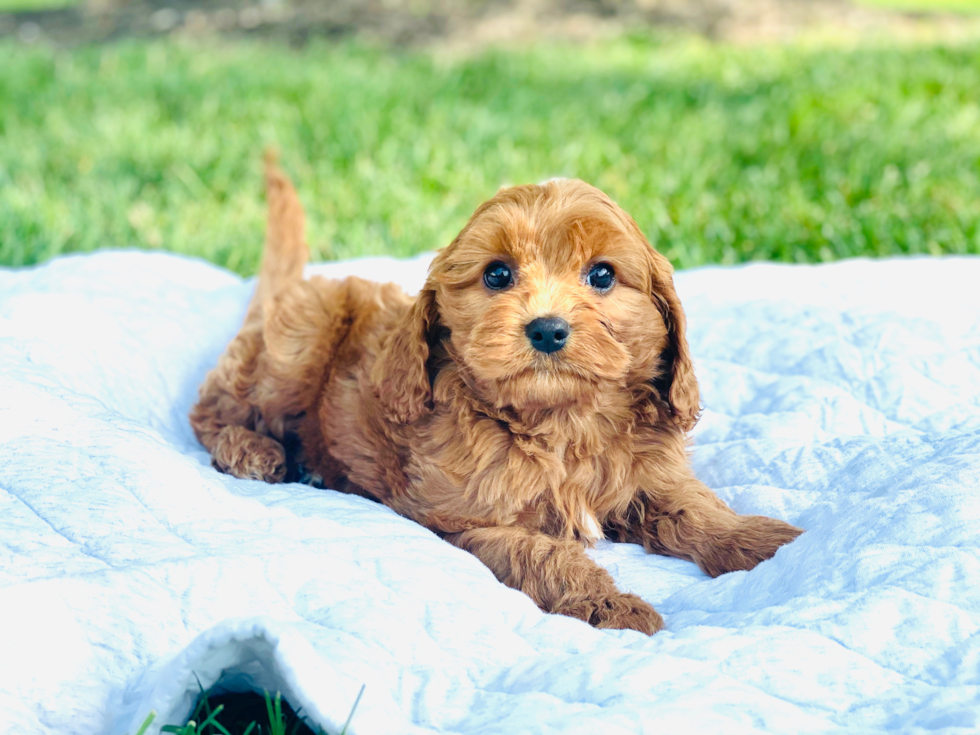 Happy Cavapoo Baby