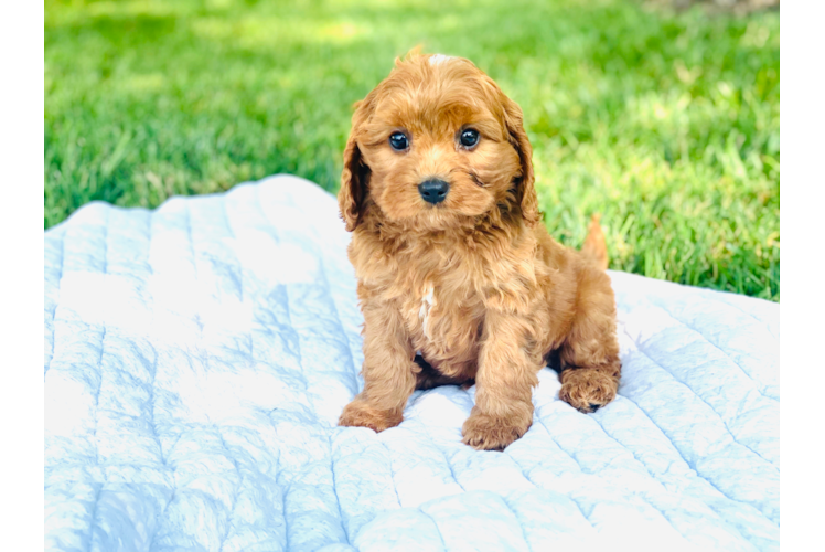 Cavapoo Puppy for Adoption