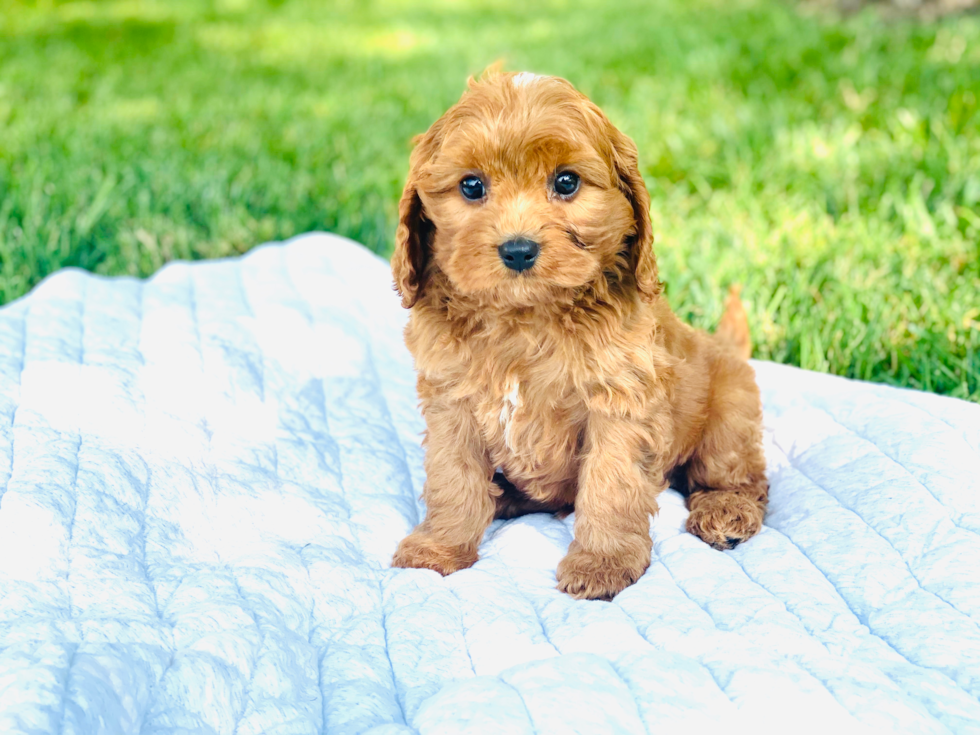 Cavapoo Puppy for Adoption