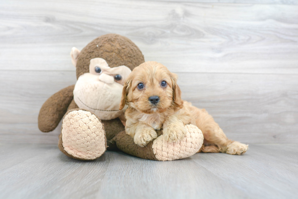 Cute Cavapoo Baby