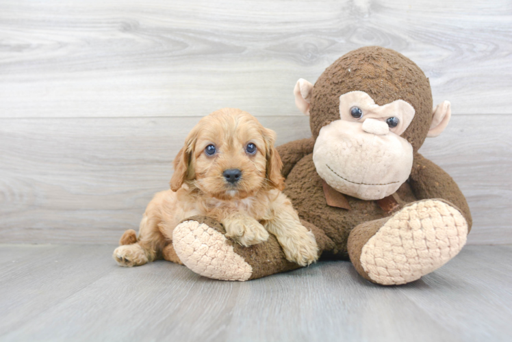 Cavapoo Pup Being Cute