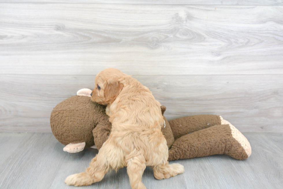 Cavapoo Puppy for Adoption
