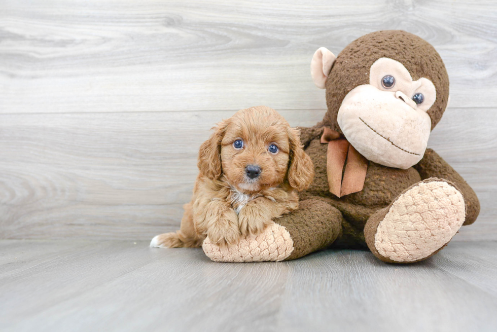 Petite Cavapoo Poodle Mix Pup