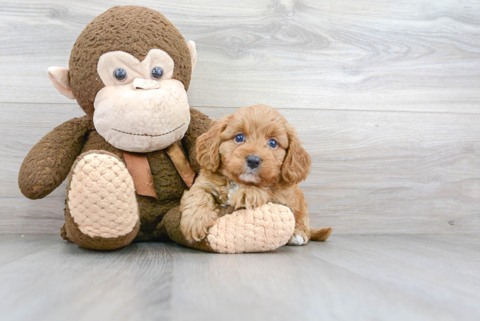 Little Cavoodle Poodle Mix Puppy