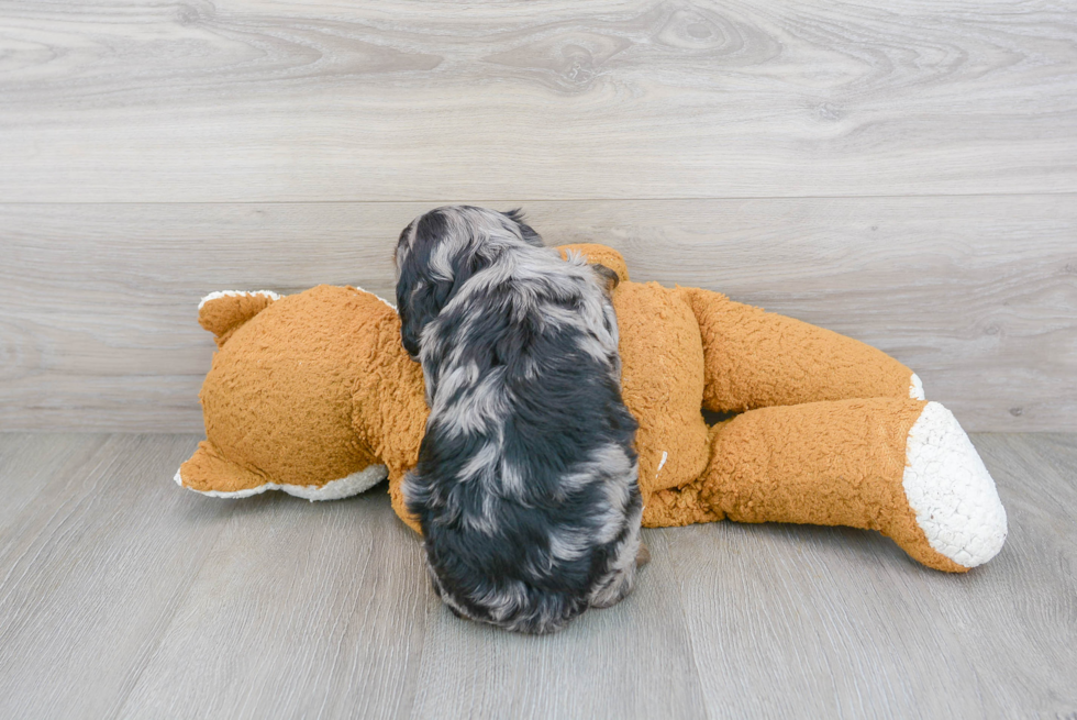 Cavapoo Puppy for Adoption