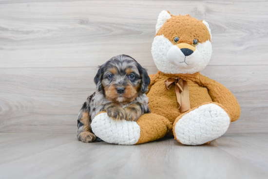 Cavapoo Pup Being Cute