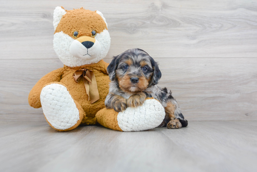 Happy Cavapoo Baby