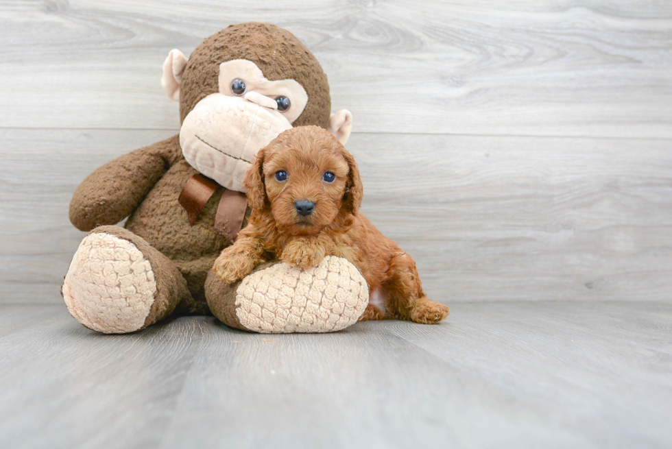 Best Cavapoo Baby