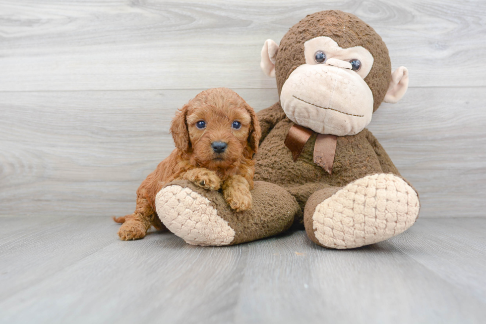 Funny Cavapoo Poodle Mix Pup