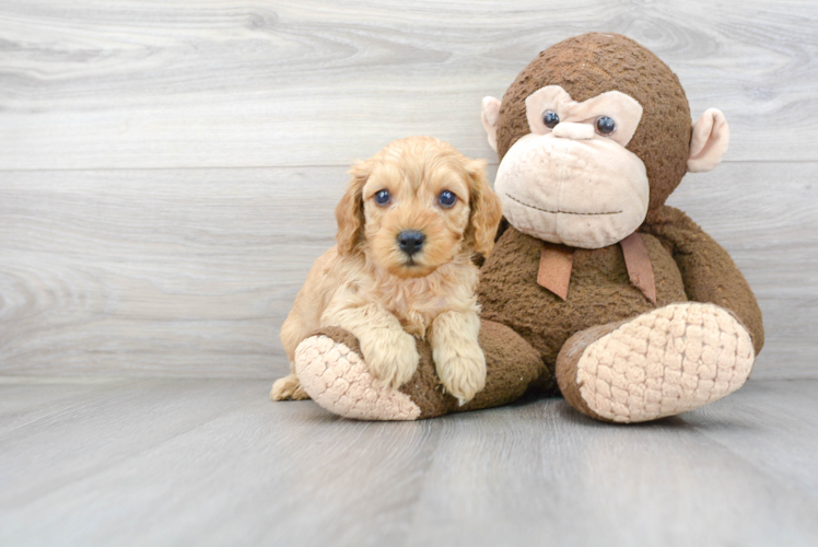 Cavapoo Pup Being Cute