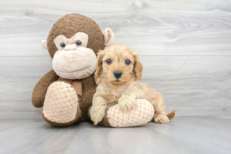 Sweet Cavapoo Baby