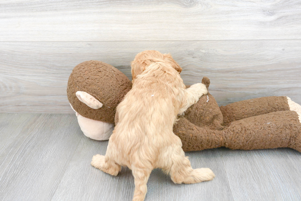 Smart Cavapoo Poodle Mix Pup