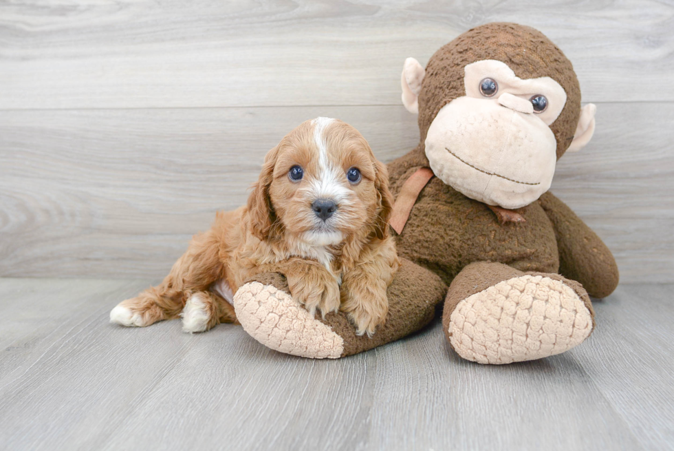 Cavapoo Puppy for Adoption